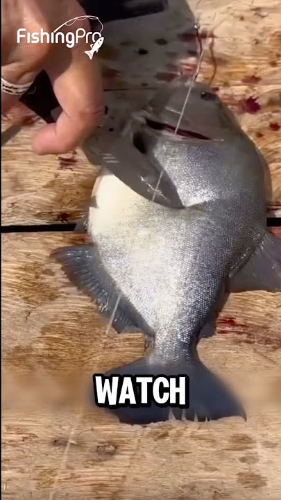 #fishing #fish