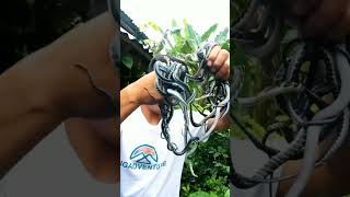 Baby Snake King Cobra shorts story friend knowledge