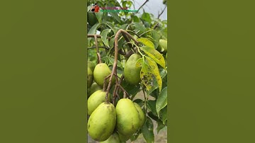 Cây cóc Thái nhỏ nhưng rất nhiều trái #Cóc