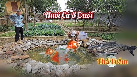 Quyết Định Nuôi Cá 3 Đuôi Và Thả Cặp Cá Trắm Đen / HIỆP CUỘI TV