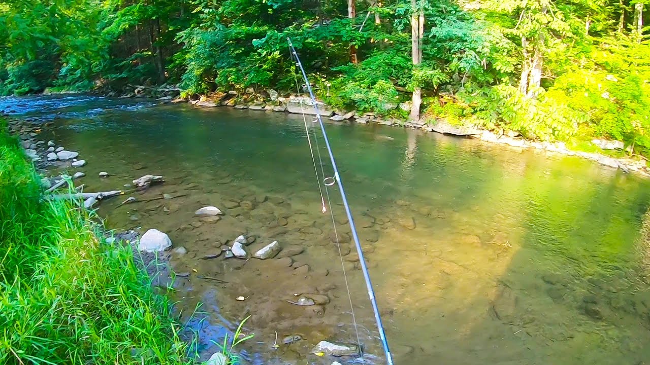 BEAUTIFUL Rainbow Trout Yellow Creek (Bedford Co. PA) YouTube