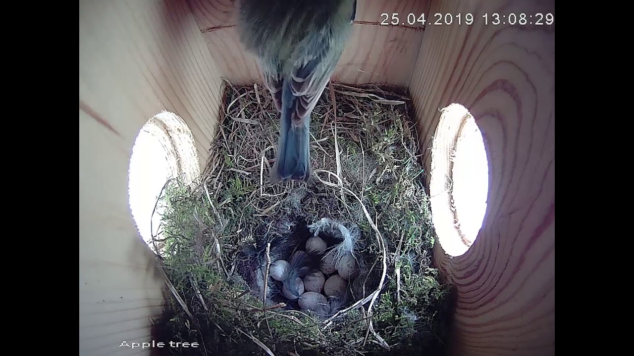 green feathers wireless bird box