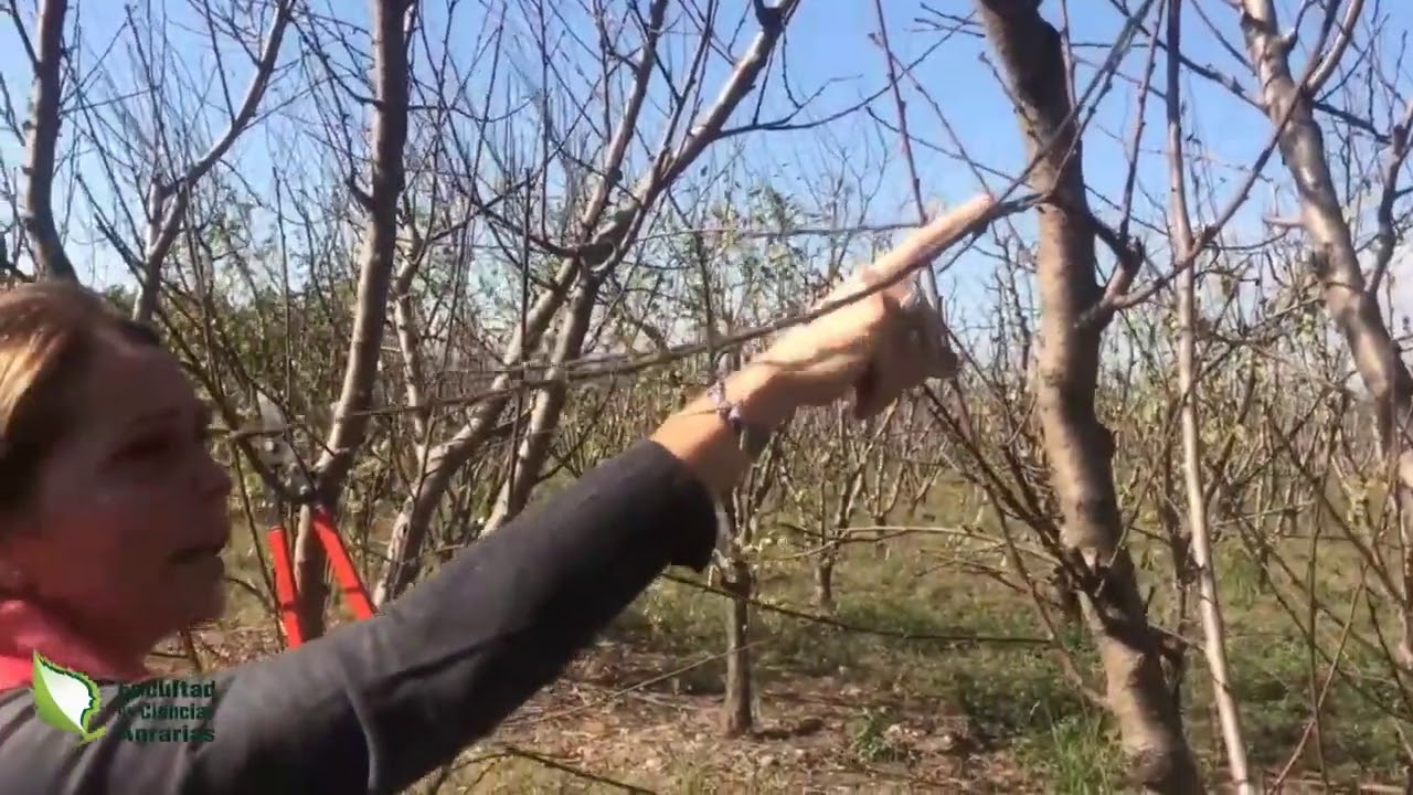 Poda de Fructificación en Duraznos y Nectarinas