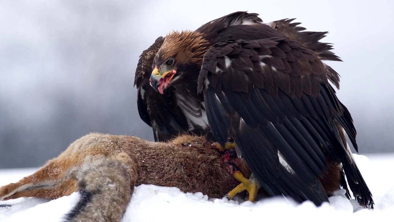 Golden Eagle Sounds and Pictures - YouTube