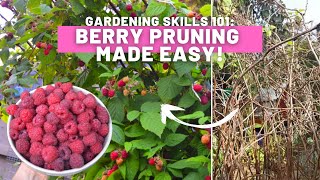 How to prune raspberries, made easy! A no fuss guide to pruning berries | Gardening skills 101