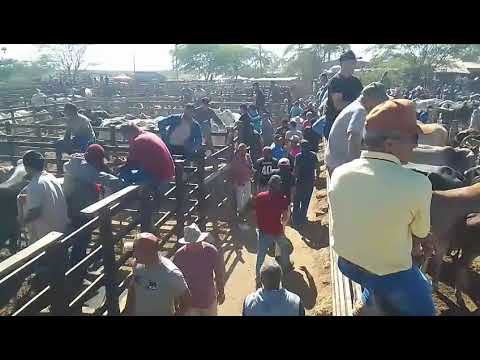 TODAY 07/26/26 BIG CATTLE FAIR IN TABIRA Come Check It Out,,,