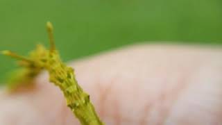 Geometer Moth Larvae Most Weird insects