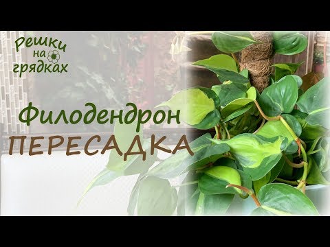 Video: Philodendron Sello (15 Fotos): Funktioner I Reproduktionen Af den 