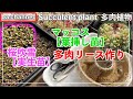 306{多肉植物}多肉リース作り