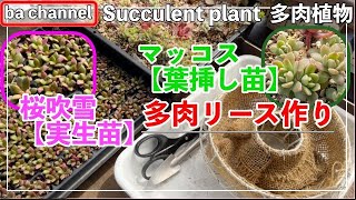 306{多肉植物}多肉リース作り