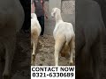 Male sheeps for sale #shorts #youtubeshorts #animalvlog #vlog #framingart #trending #viral