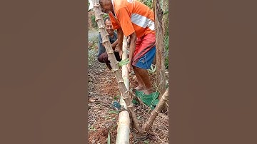 Harvesting cassava root #farming #agriculture #shortsvideos #farmers