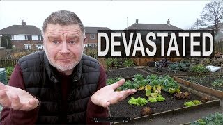 GOODBYE to allotment plants. COLD Winter Snap Hits