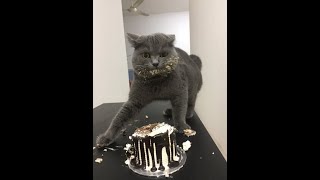 Hilarious cat videos! Let's laugh together. by Just a Foster Cat Mom 102 views 1 year ago 2 minutes, 11 seconds