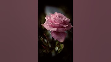 ألمنشاوي ـ "قال إنما أشكو بثّي وحزني" - سورة يوسف آية ٨٦ Surat Yusuf aya 86 🌸