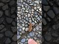 謎の虫ケラをぶっつぶす