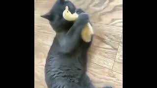 Funny Cat