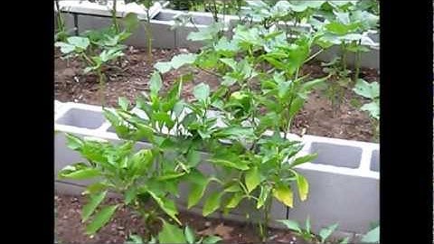 Cinder Block Vegetable Garden1.wmv