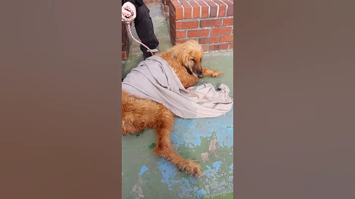 Alfonso the Afgan Hound20140228 100458