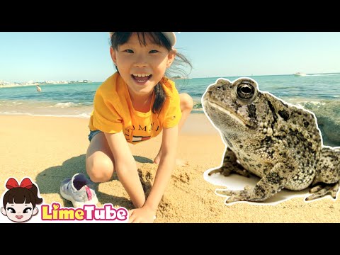 두껍아 두껍아~라임가족 속초 1박2일 여행 LimeTube toy review