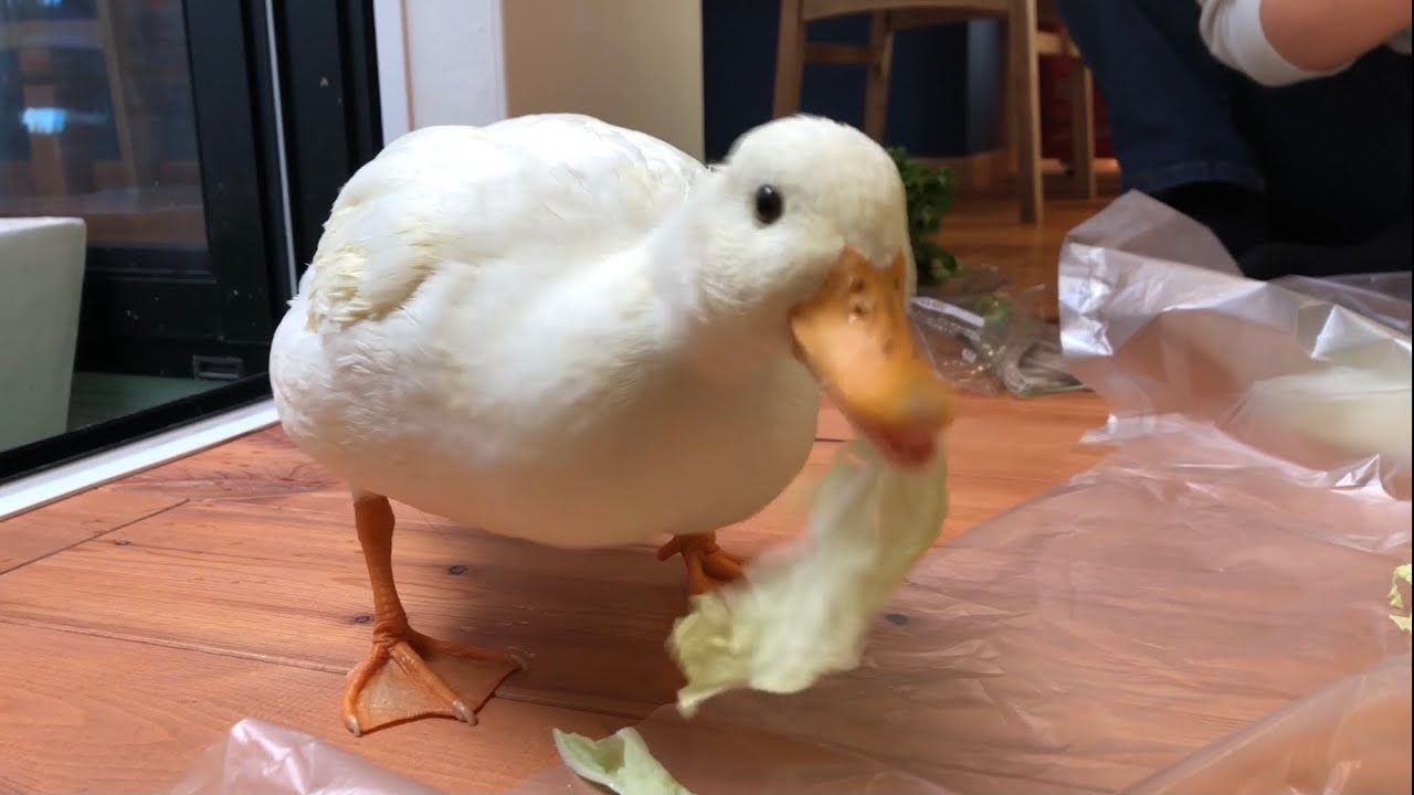 レタス・キラー！（コールダック）