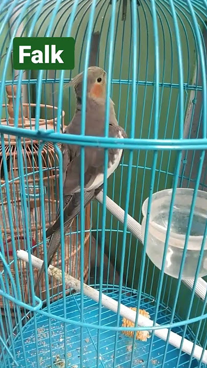 cute flak #falk #gacor #shorts