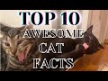 Top 10 awesome cat facts