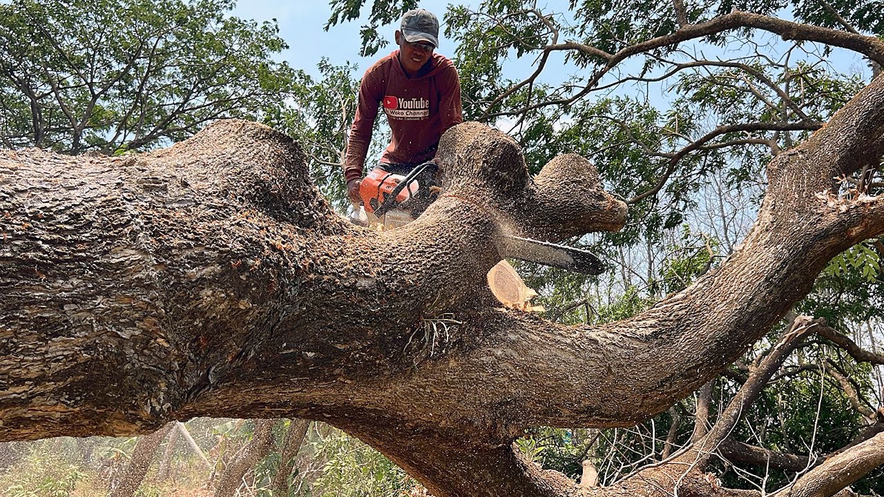 Fast and easy ‼️ Stihl ms881, Cut down 3 trembesi trees in the rice ...