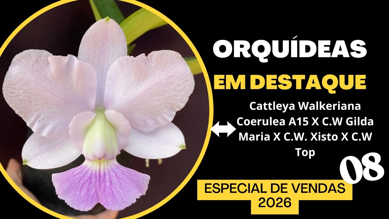 ORQUÍDEAS EM DESTAQUE - Especial de Vendas 08 - 2026 - C. W. COERULEA A15 X C. W. GILDA MARIA