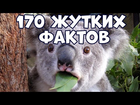 Видео: 170 ЖУТКИХ ФАКТОВ, КОТОРЫЕ НИКТО НЕ РАССКАЗЫВАЕТ