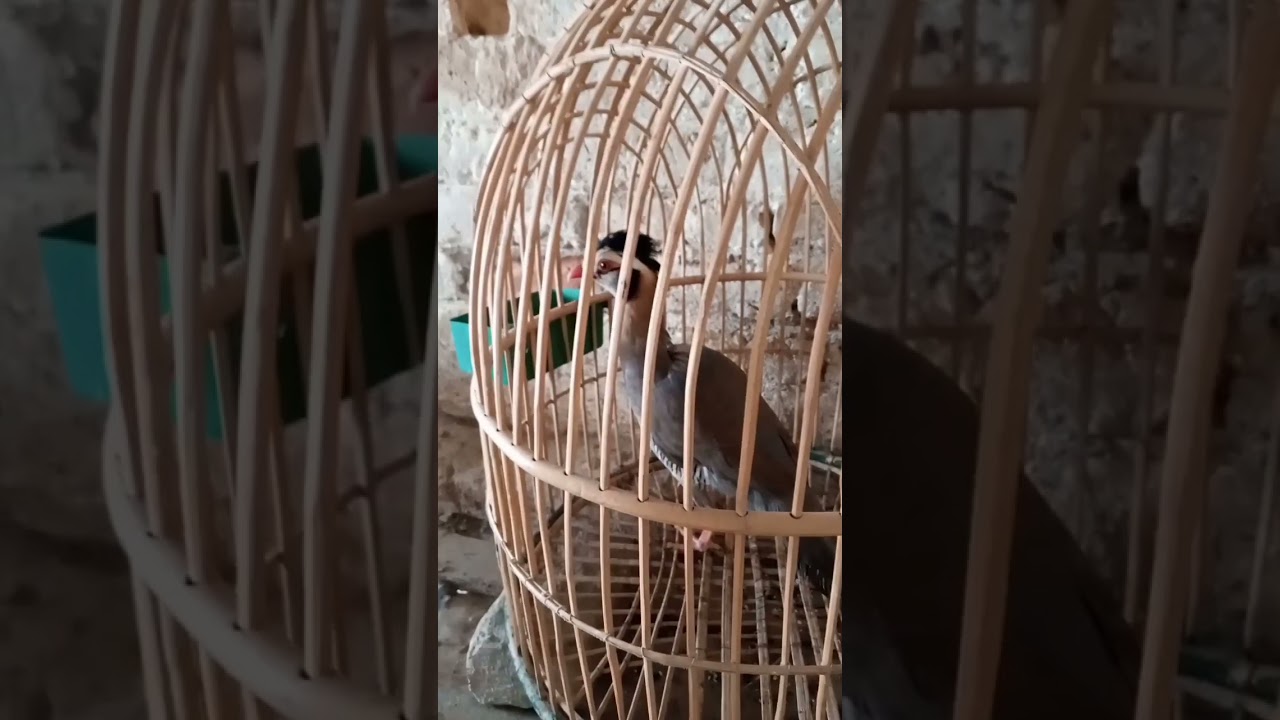 Chakor Female/چکورنی انڈے کیوں نہیں دیتی 