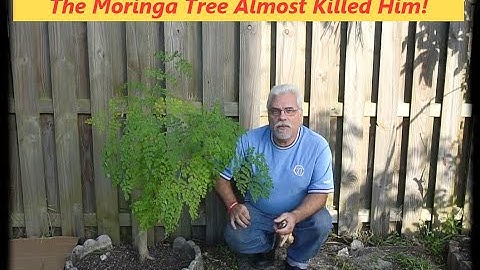 The Moringa Tree |  Almost Killed Him | Really!