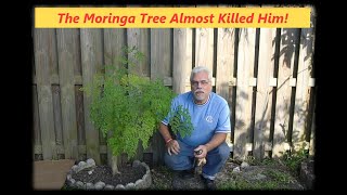 The Moringa Tree |  Almost Killed Him | Really!
