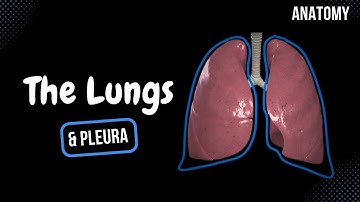 Lungs (Function, Parts, Pleura & Recesses) - Anatomy