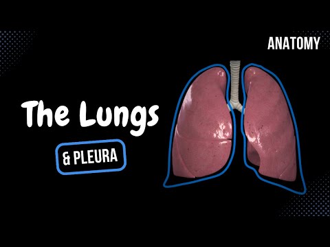 Lungs (Structures, Lobes, Coverings and Recesses) - Anatomy