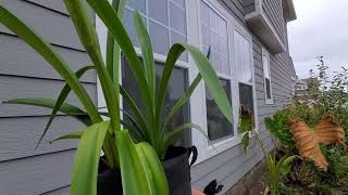 Waxed amaryllis, saved and grown into healthy bulbs with massive leaves