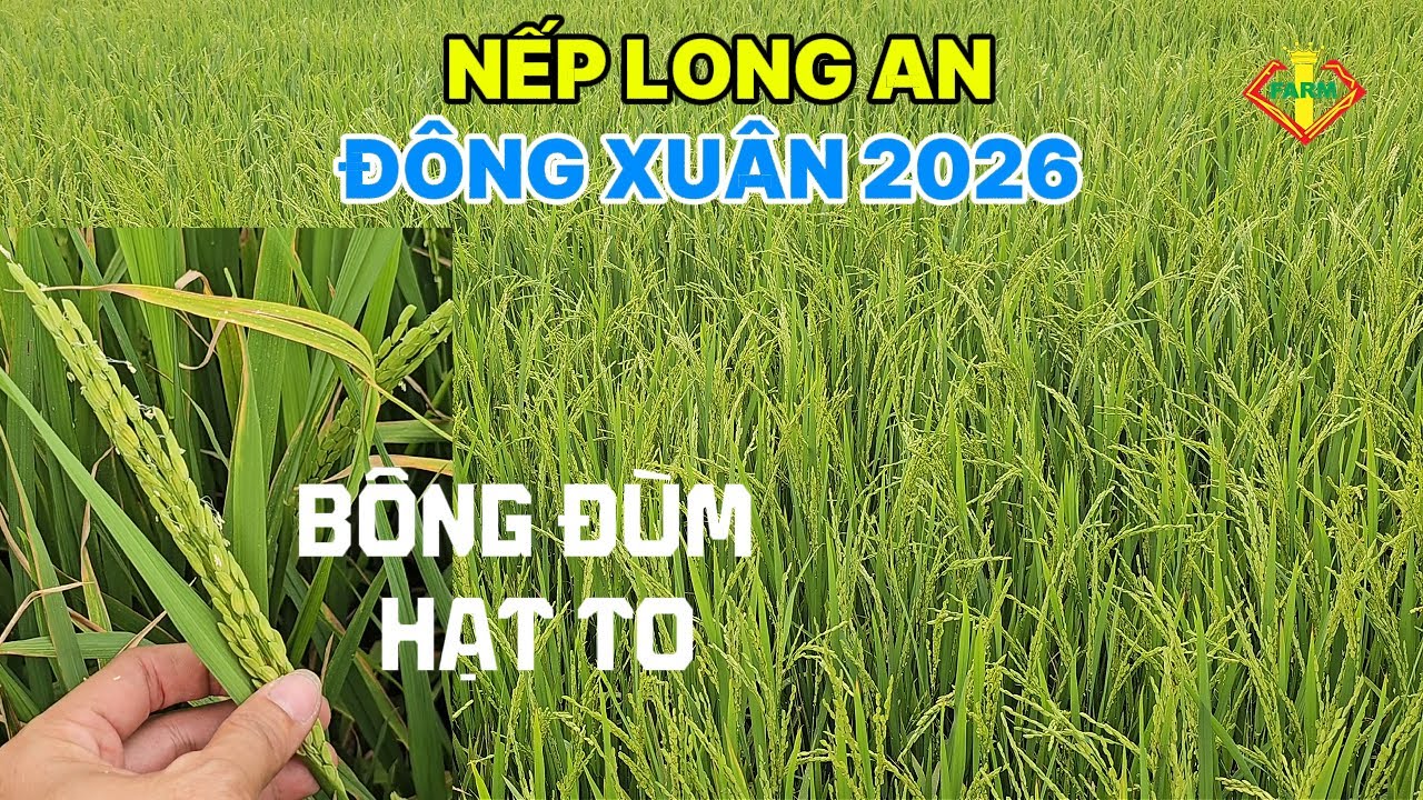 ĐÔNG XUÂN 2026 - TRỒNG NẾP LONG AN - BÔNG TO, NHIỀU HẠT