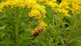 Bee Pollination - Free Stock Creative Commons Video