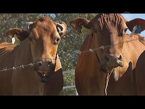 Видео: Социальная жизнь коров