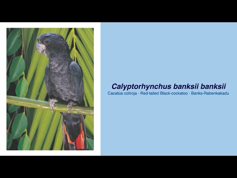350 Parrot Species - #58 Calyptorhynchus banksii banksii
