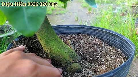 Video 05/09/2020 Cúc Bi Tiên Sinh còn cây số 3