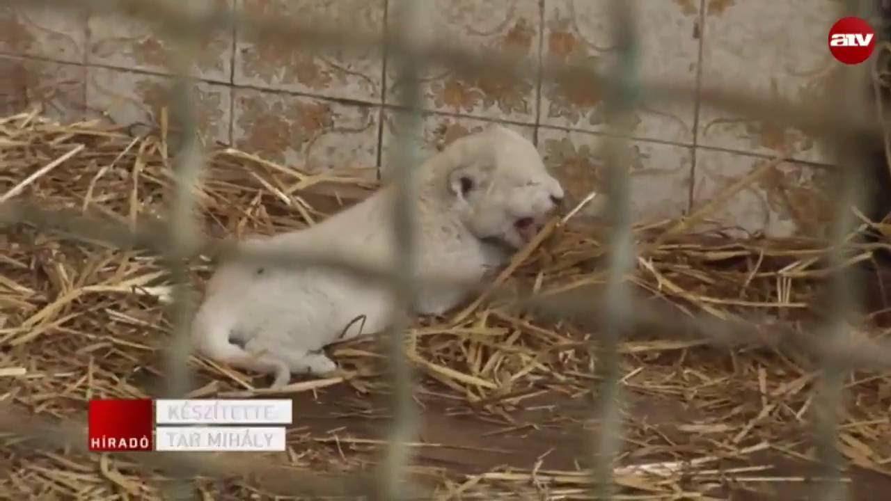 Nem tudni, hogy hím vagy nőstény a nyíregyházi fehér oroszlán
