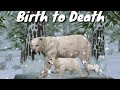 Wildcraft:▪Birth to Death▪~Polar Bear~