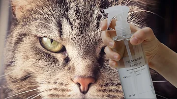 Come allontanare il gatto del vicino?