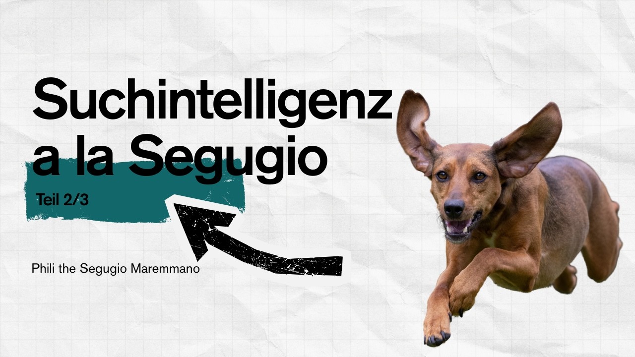 Mantrailing - auf Philis Wegen... (2/3) #segugiomaremmano #mantrailing