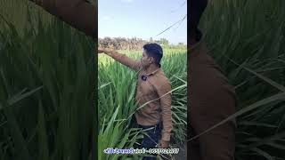 इंडोनेशियन स्मार्ट नेपियर | निधी गोट फार्म 9657924497 #shorts #viral