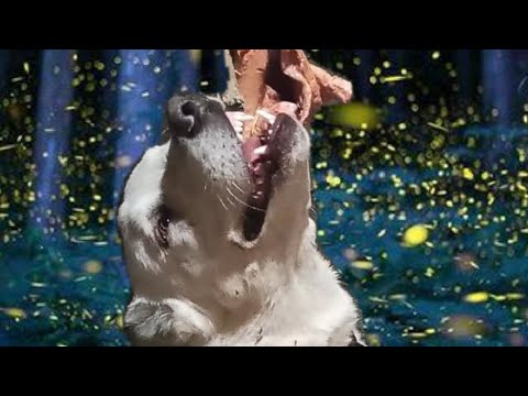 ASMR DOG ( XODA ) ქართული ნაგაზი თეთრი ხოდა Qartuli nagazi tetri Xoda