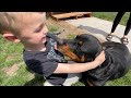 Leaving my Rottweiler Alone with Children. And This Happens..