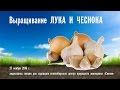 Выращивание лука и чеснока методами природного земледелия