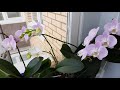 Зимнее цветение орхидей.  Как цветет орхидея без субстрата цветонос орхидеи орхидеи без субстрата